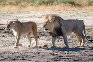 Male and female lions