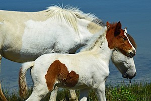 Horses roaming the shoreline