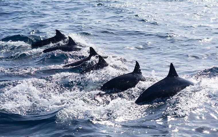 Dolphins swimming together