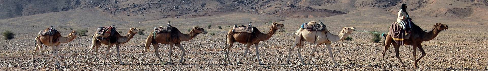 Camel train in desert