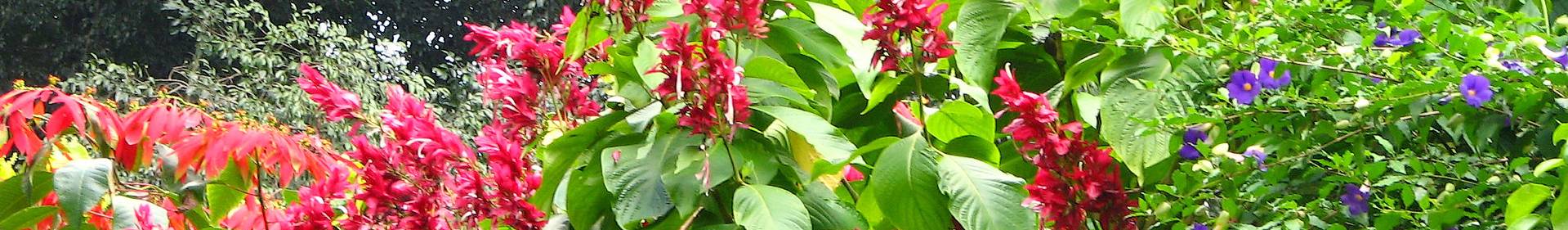 Sri Lanka native flora