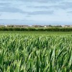 View over field growing corn