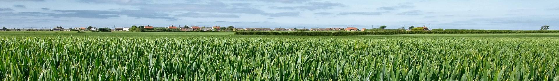 View over field growing corn