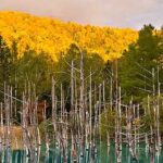Lakeside forest in far east