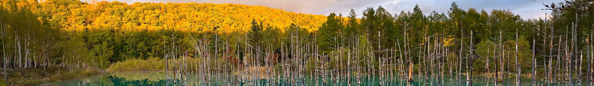 Lakeside forest in far east