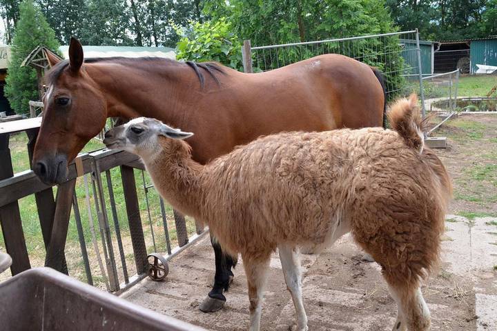 Animals together in feeding area